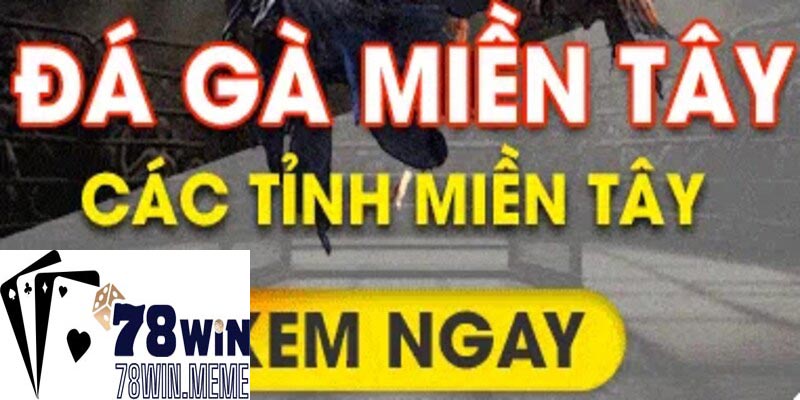 Xem ngay đá gà ở miền Tây Việt Nam