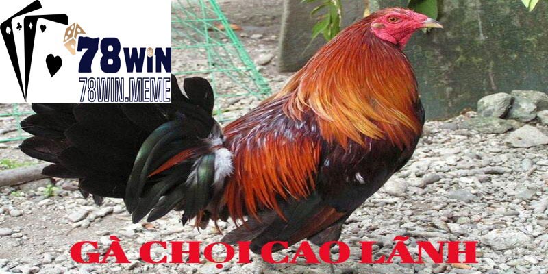 Gà chọi cao lãnh - Số 1 miền Tây